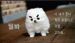 내사진