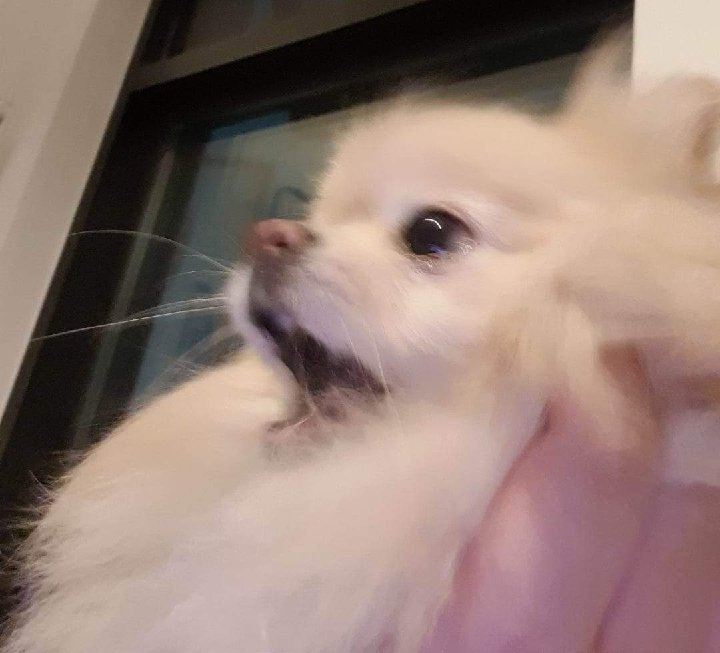 내사진