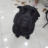 내사진