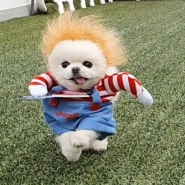 내사진