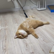 내사진