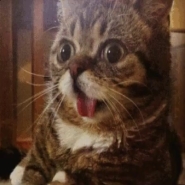 내사진