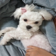 내사진