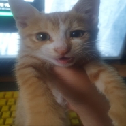 내사진