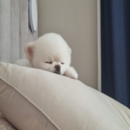 내사진