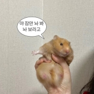 내사진