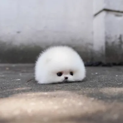 내사진