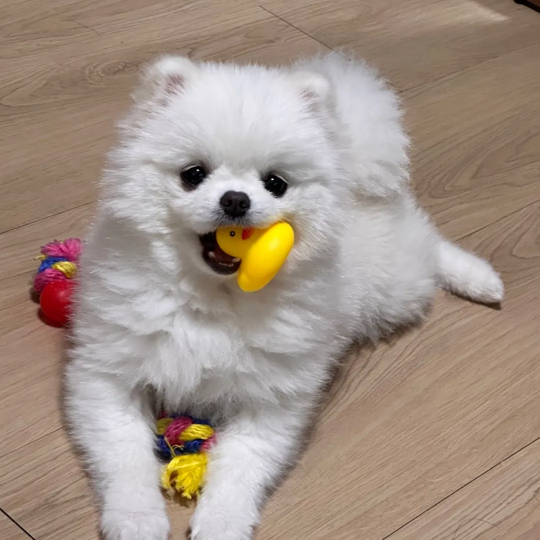 내사진