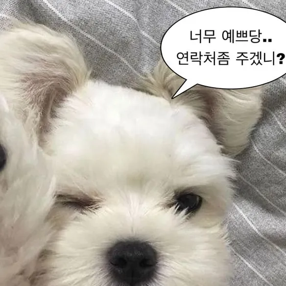 내사진