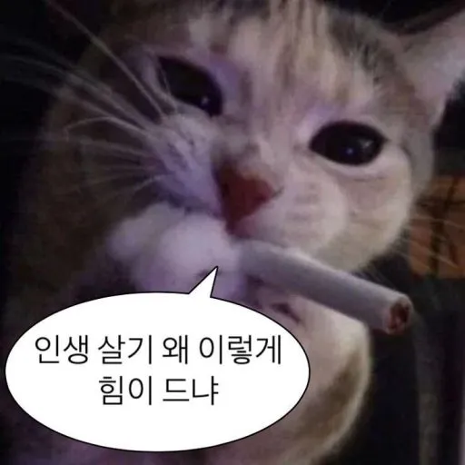 내사진