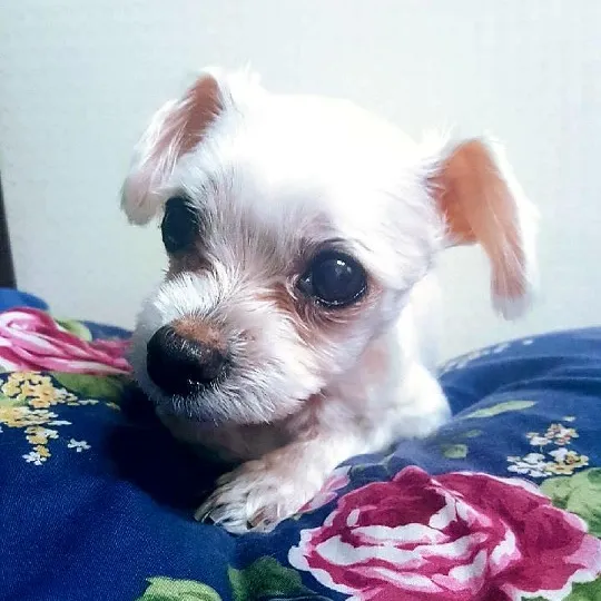 내사진