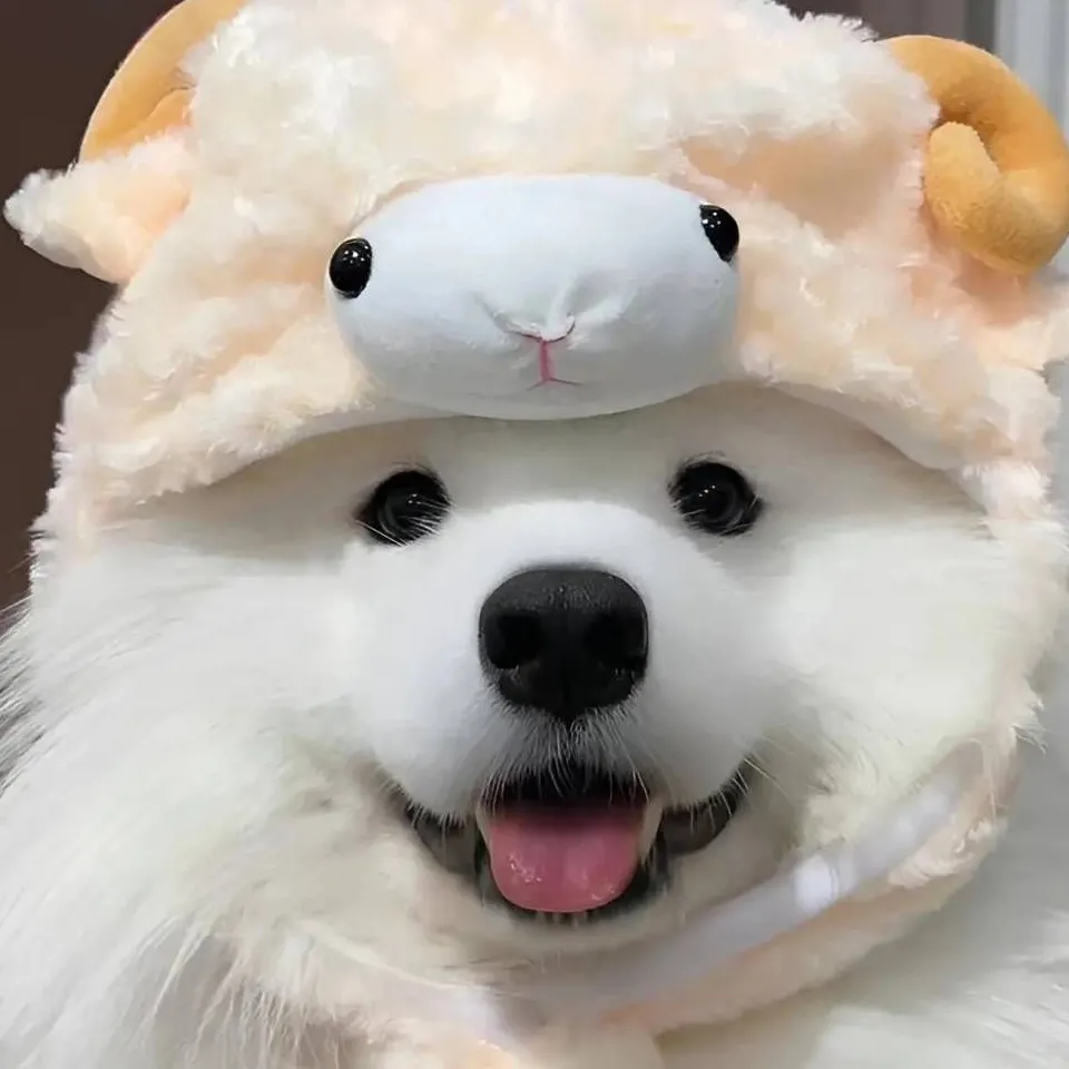 내사진