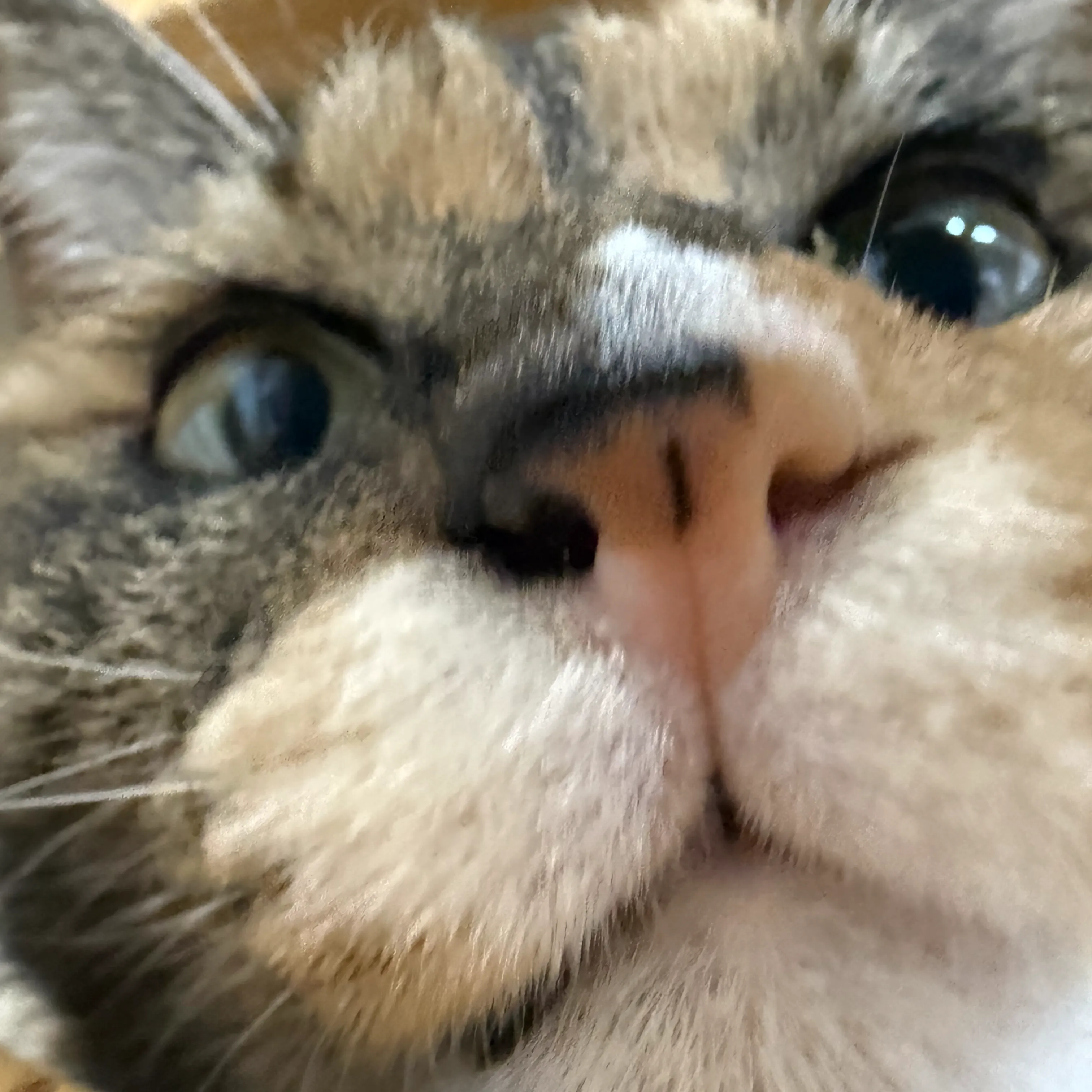 내사진