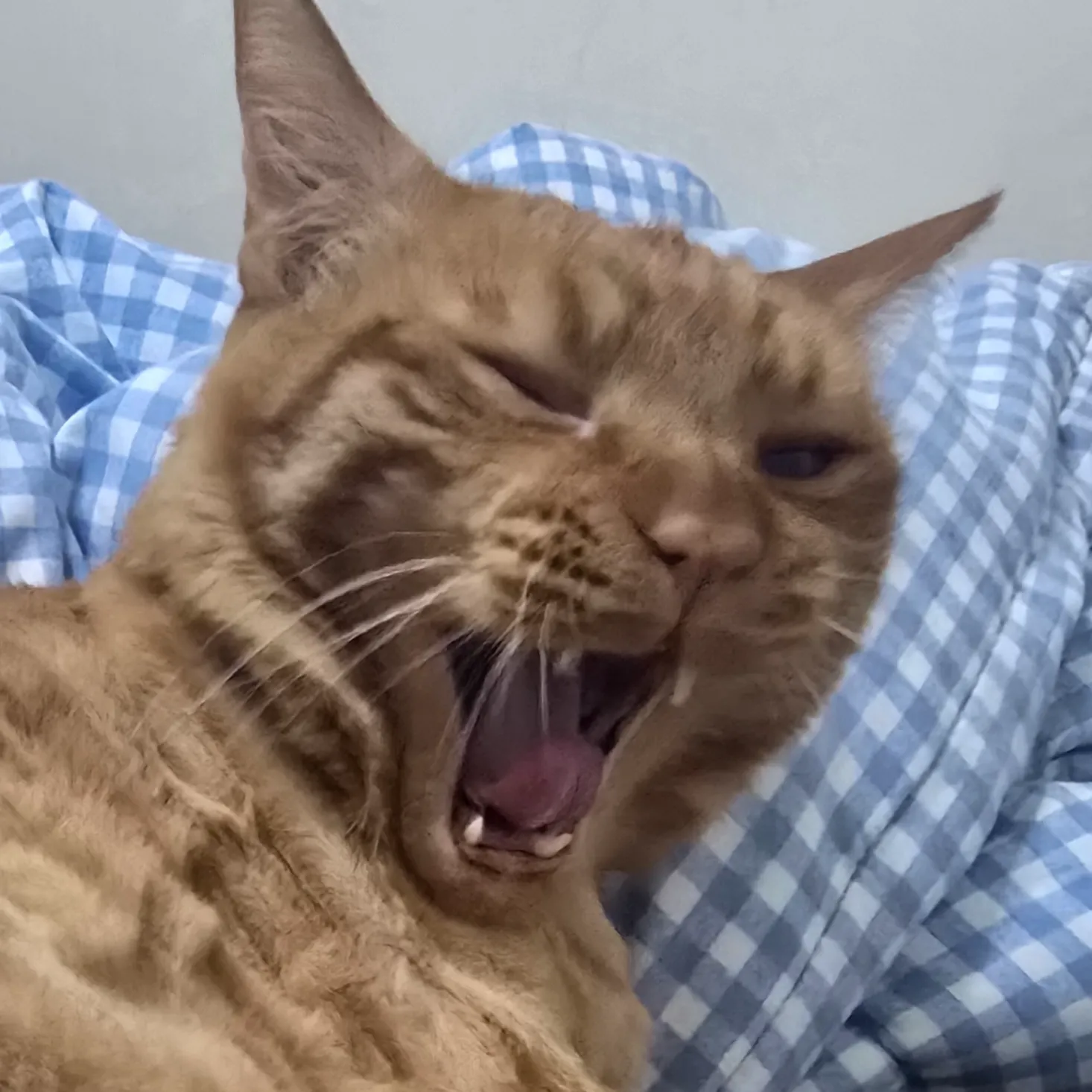 내사진