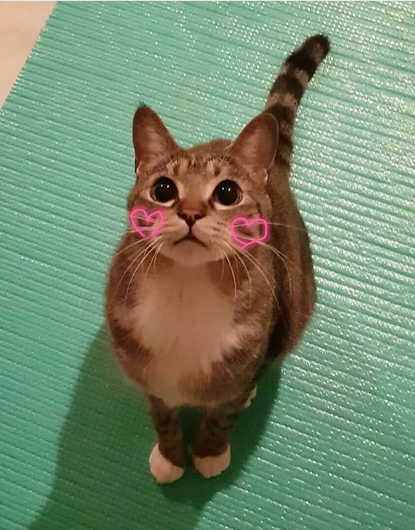 내사진