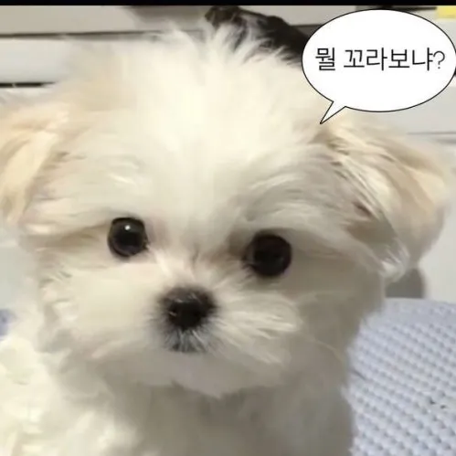 내사진