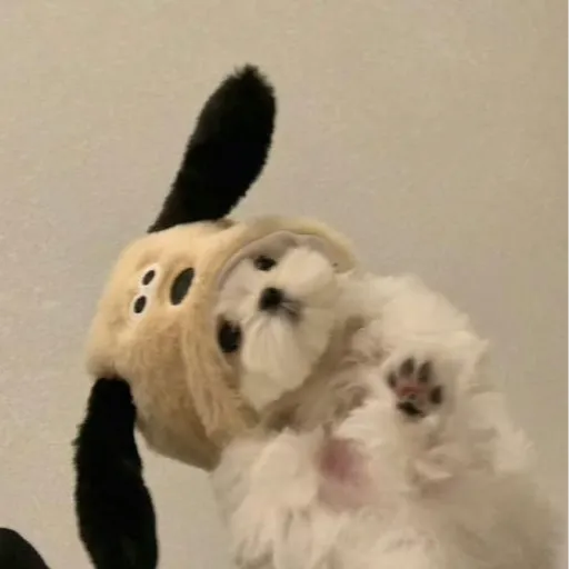 내사진