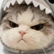 내사진