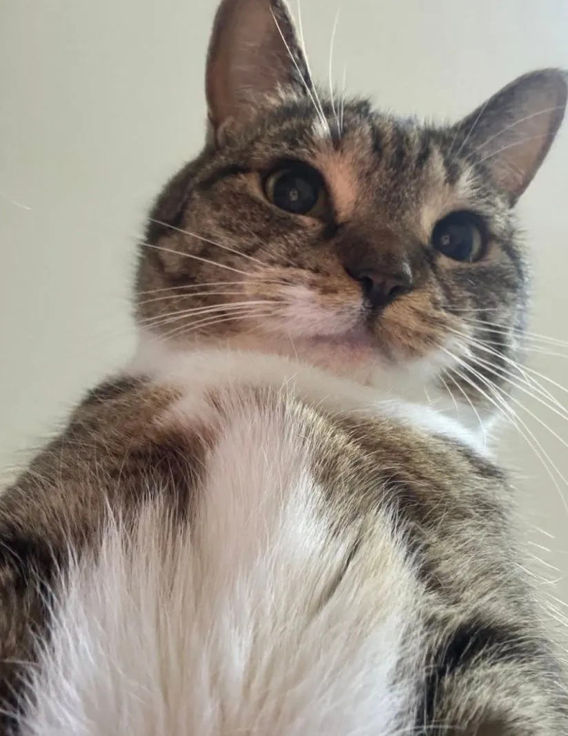내사진