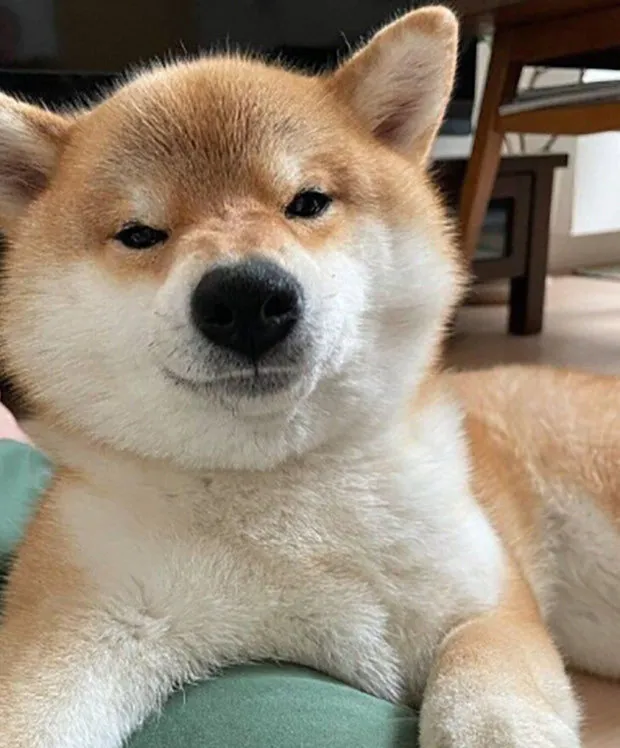 내사진