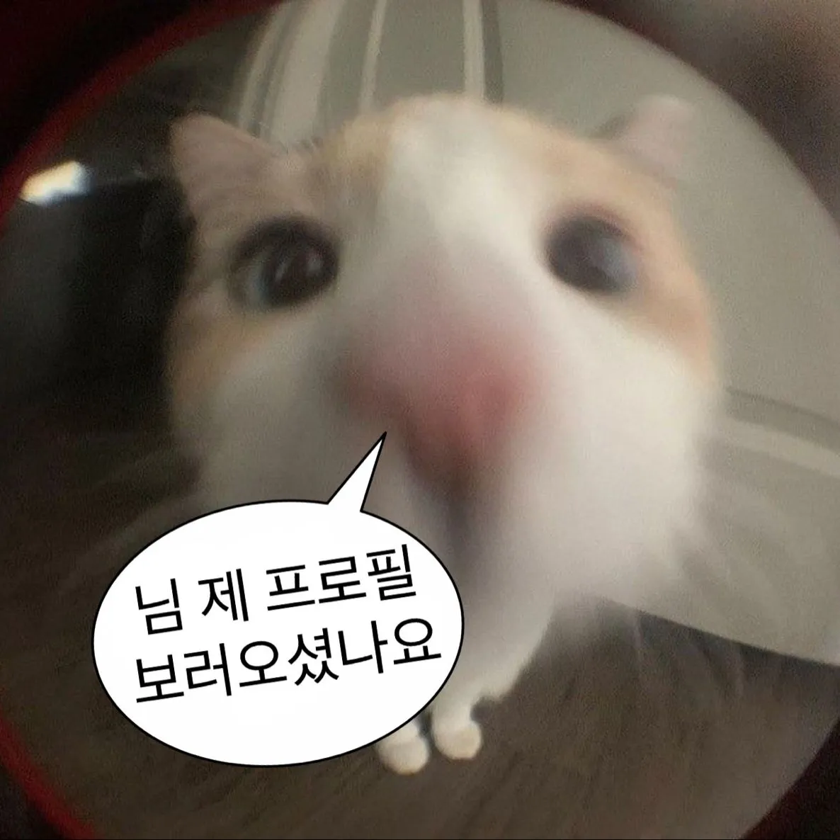 내사진