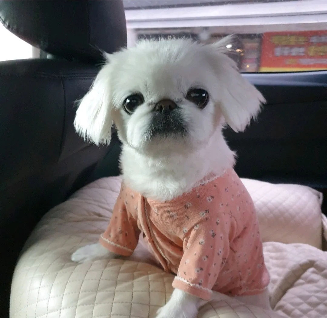 내사진