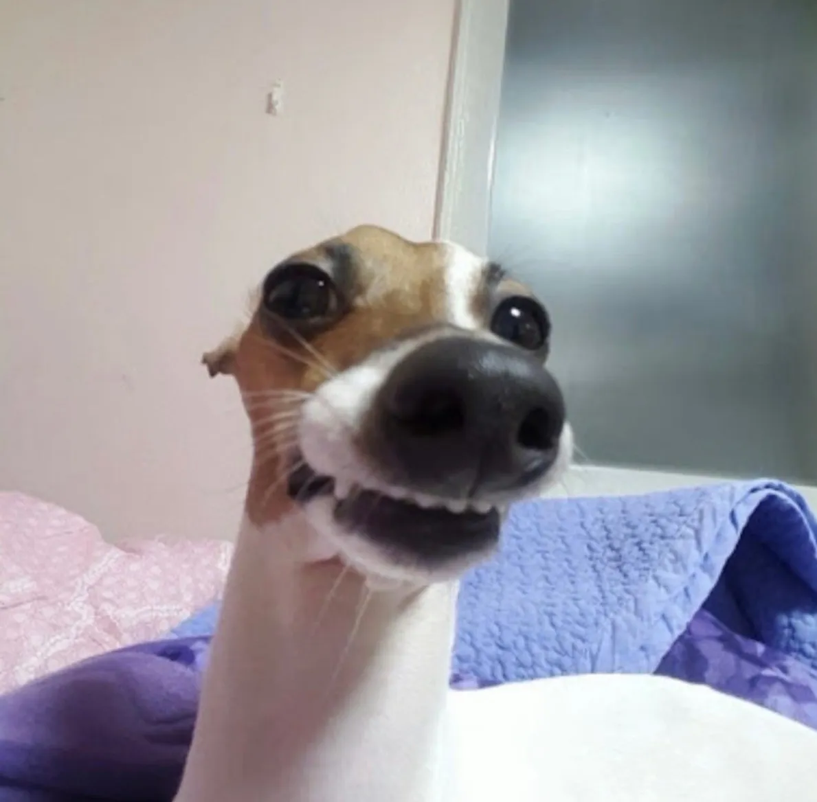 내사진