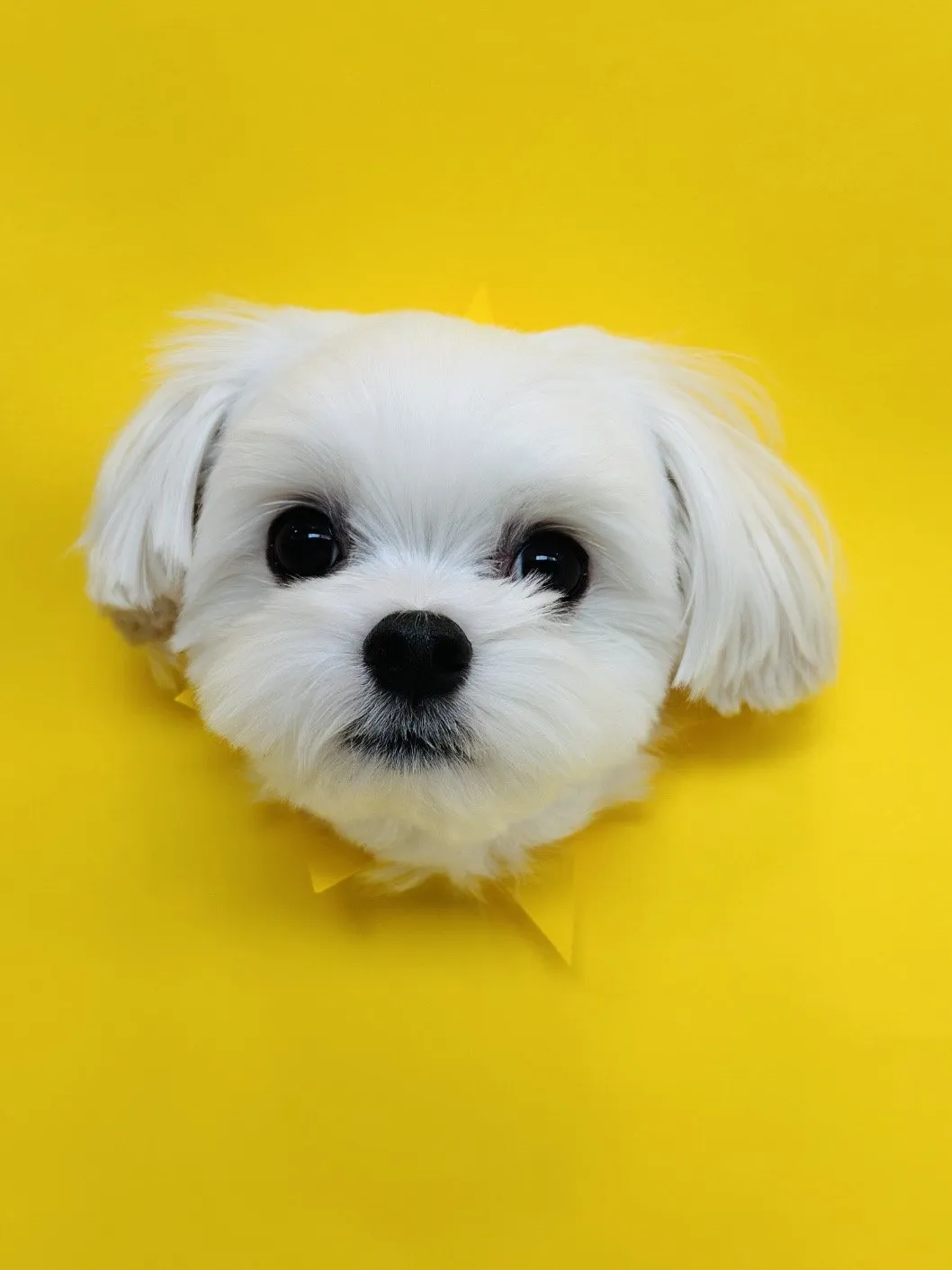내사진